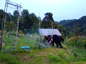 秋のヒグマ注意特別期間