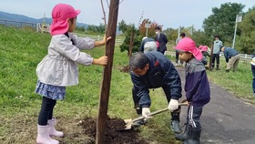 桜の苗木の植樹