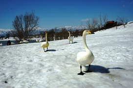 袋地沼の白鳥